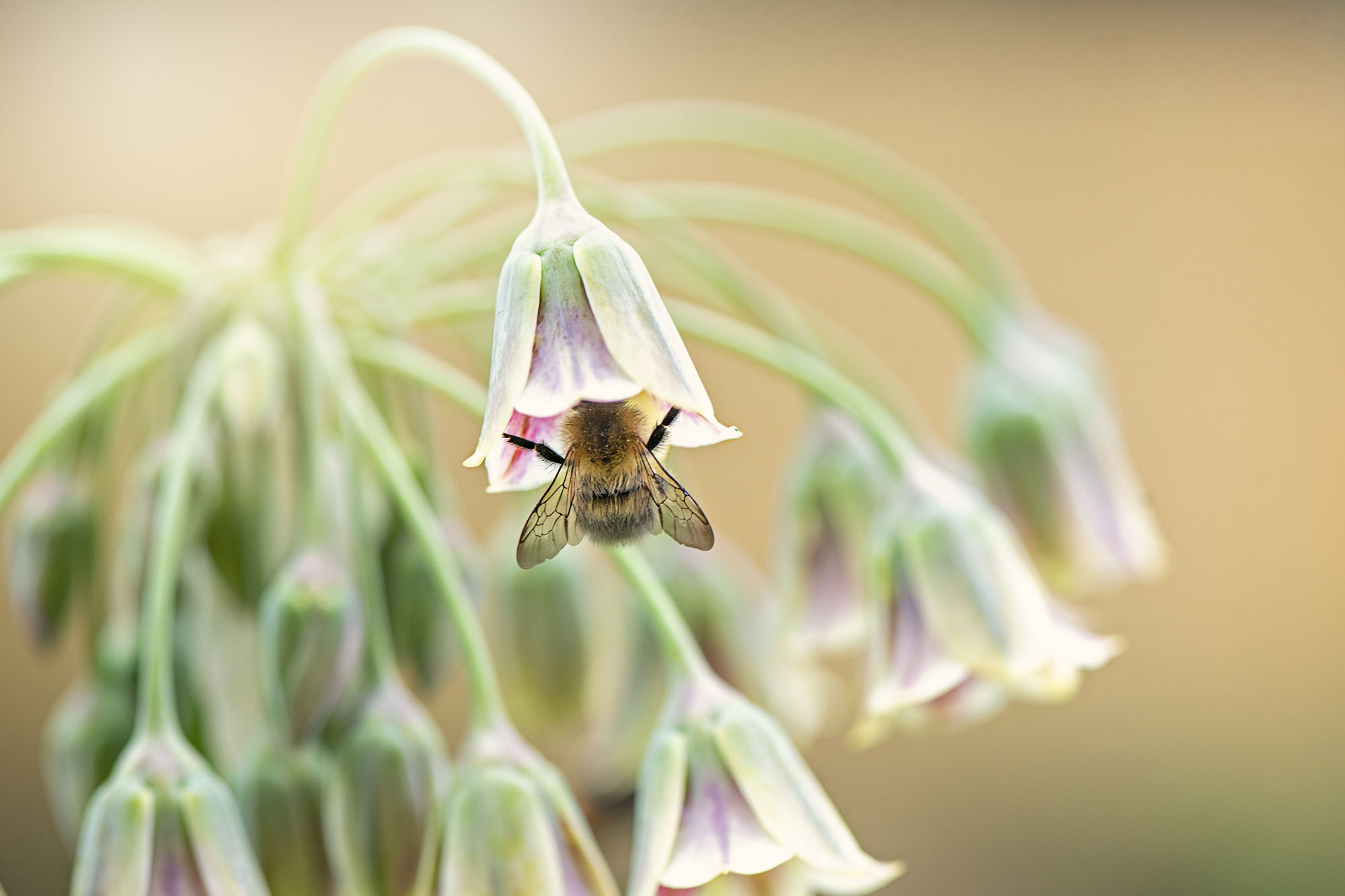 Bee on a flower