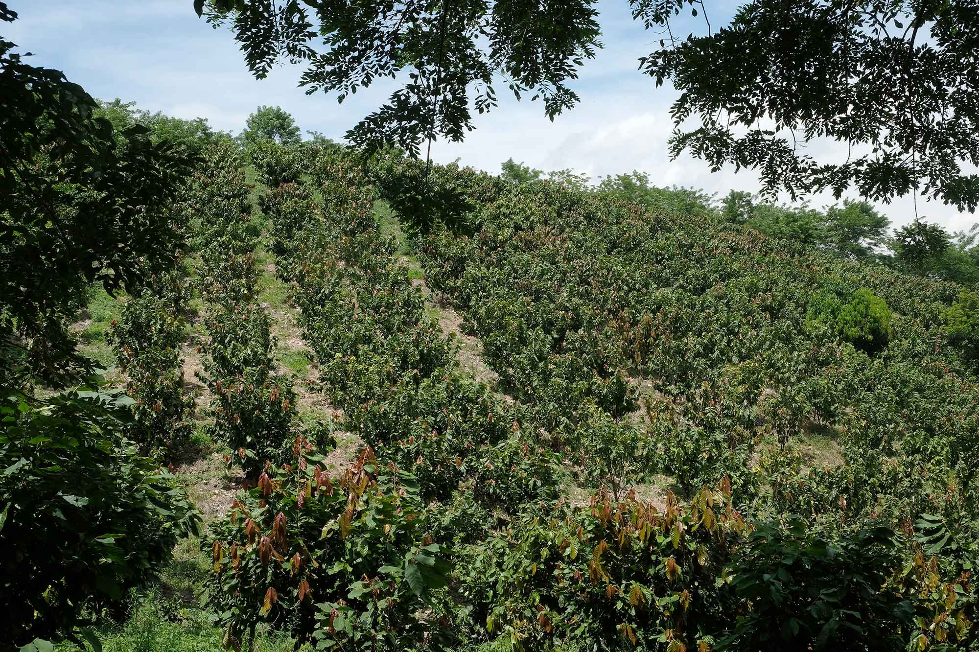 Cocoa plantation