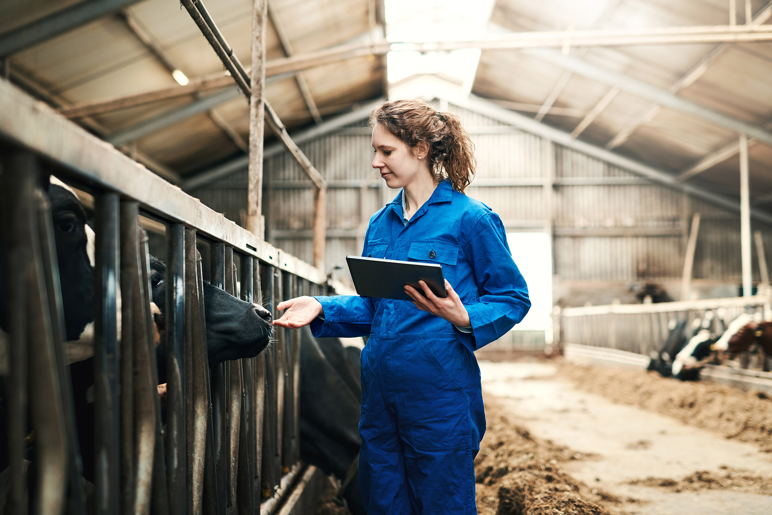 Eine junge Frau benutzt ein digitales Tablet bei der Arbeit auf einer Kuhfarm