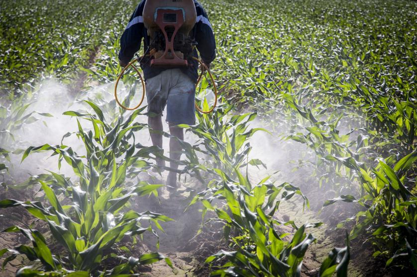 A man walks through a field spraying crops