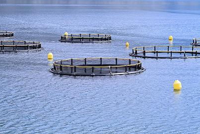 Aquaculture