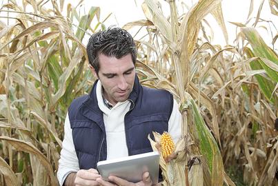 Mann auf einem Feld, der Mais mit einer Tablette kontrolliert