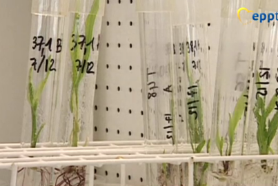 plants in a tube laboratory