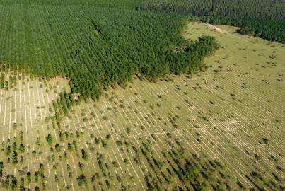 Plantação de florestamento e desmatamento após o trabalho